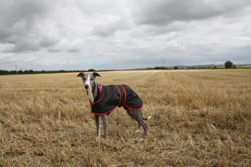 Whippet lightweight lined rain mac - Image 2