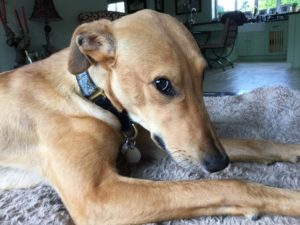 Georgie the lurcher