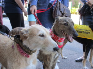 Two dogs