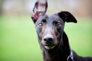 Black greyhound dog