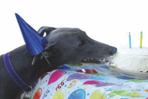 Tyler the dog with a cake