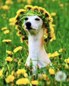 June dog
