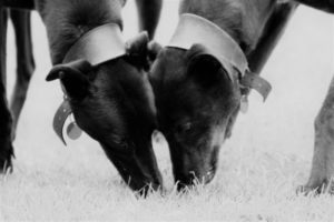 Freddy and Mel the dogs