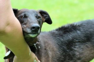 Mel the dog having a bath