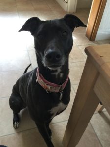 Rosie the dog