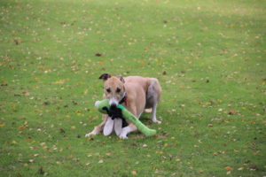 Frank with chew toy