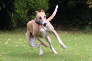 Frank the dog running