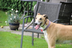 Frank the dog