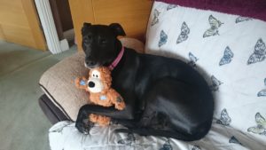 Rosie the dog with her teddy