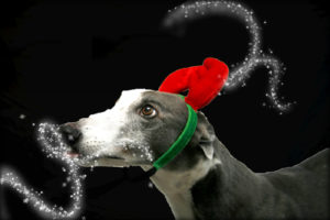 Christmas dog