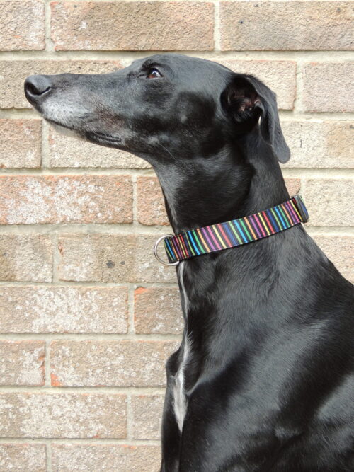 Multicolour stripes house collar - Image 3