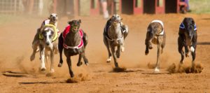 Racing greyhounds