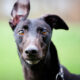 Black Greyhound