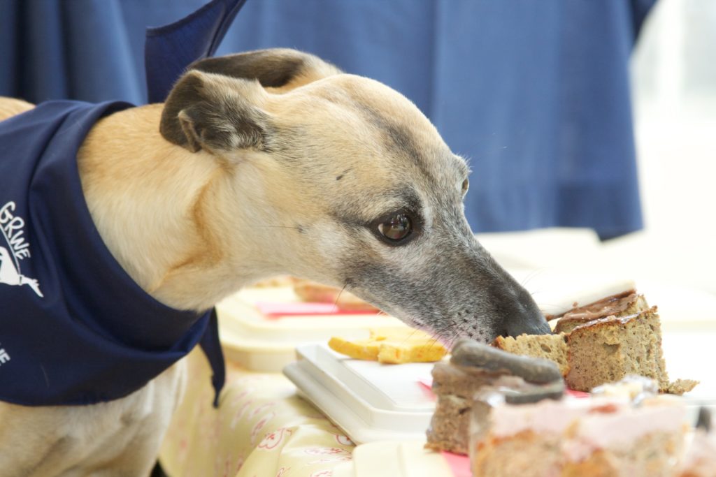 Snuff Dog Judge