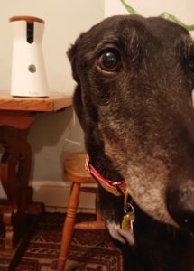 Dylan the Rescue Lurcher