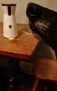 Dylan the Lurcher sniffs gadget