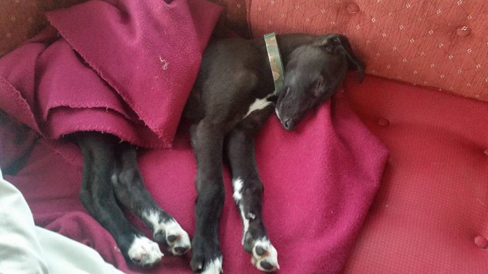 Donny Puppy