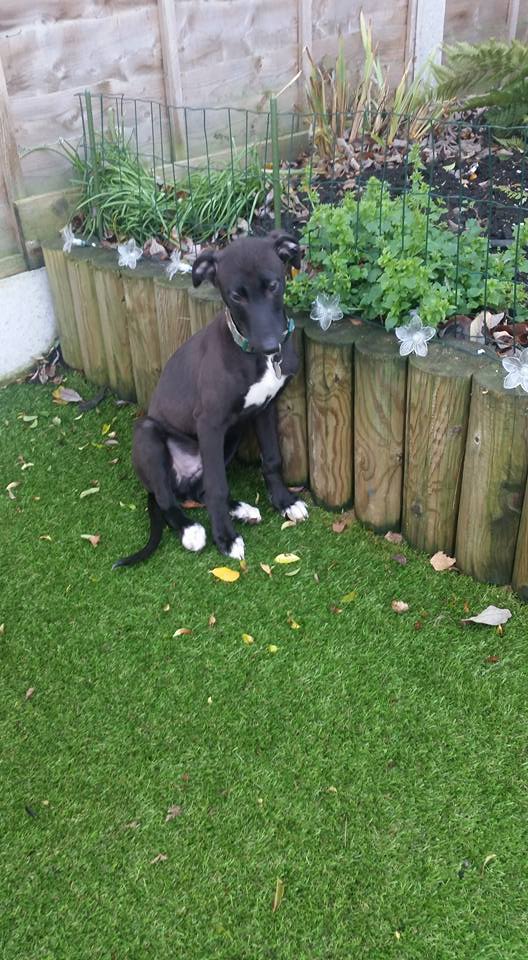 Donny Puppy 2