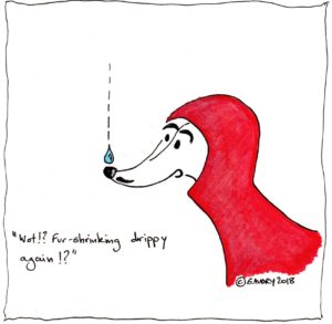 Dog in the rain
