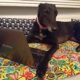 Dylan the dog with his laptop