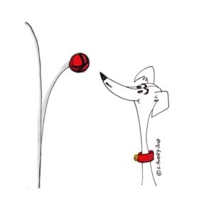 Dog looks happy catching a ball