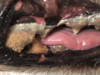 Oyster Teeth