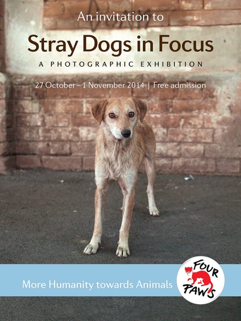 Stray Dogs in Focus