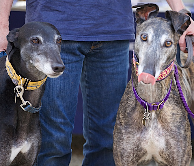 Dogs at Buscot Park