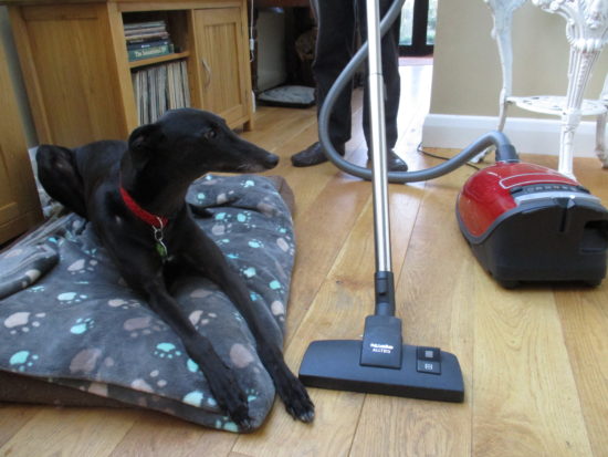Dog in living room with vacuum cleaner