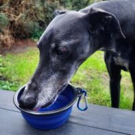 Forever Hounds Trust travel dog bowl