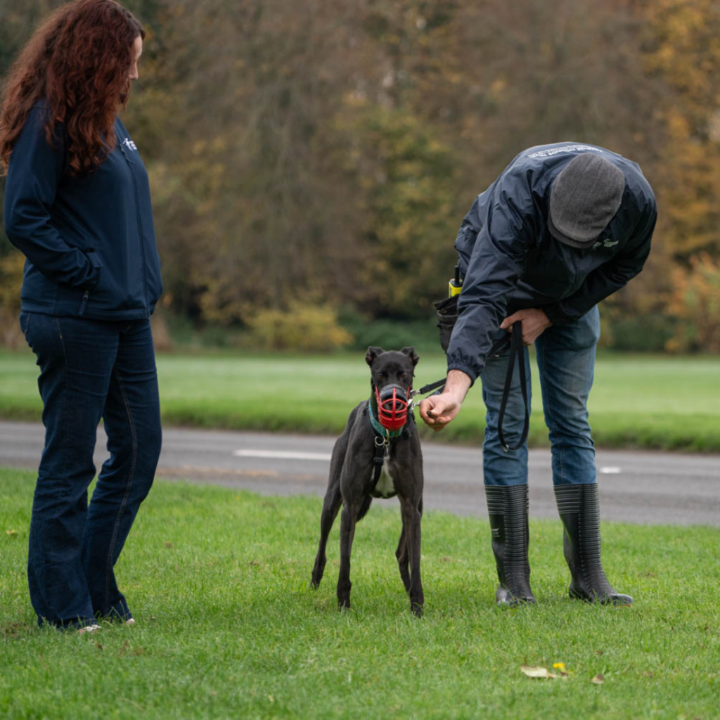 Forever Hounds Trust post homing support team