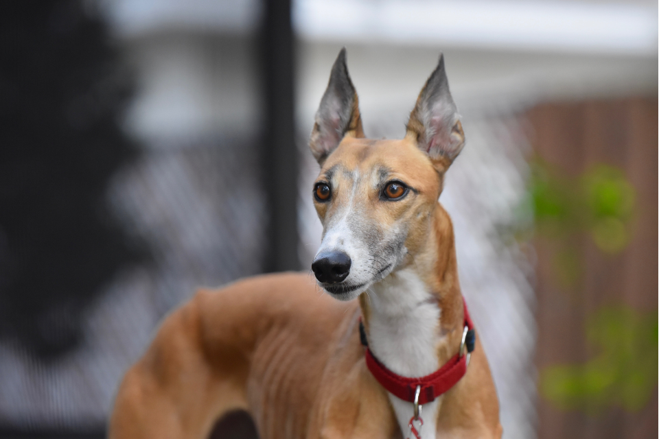 Dog theft awareness