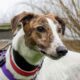 White and brindle sighthound