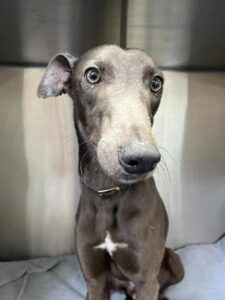 Grey sighthound