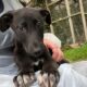 Puppy lurcher
