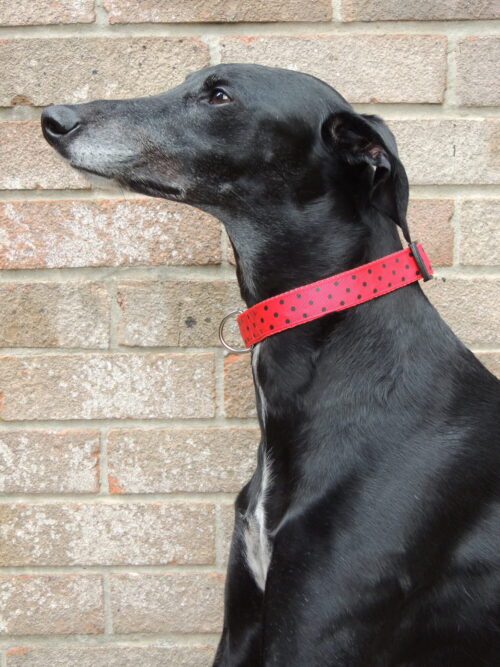 Red & black dot house collar - Image 3