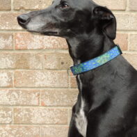 Blue Peacock house collar