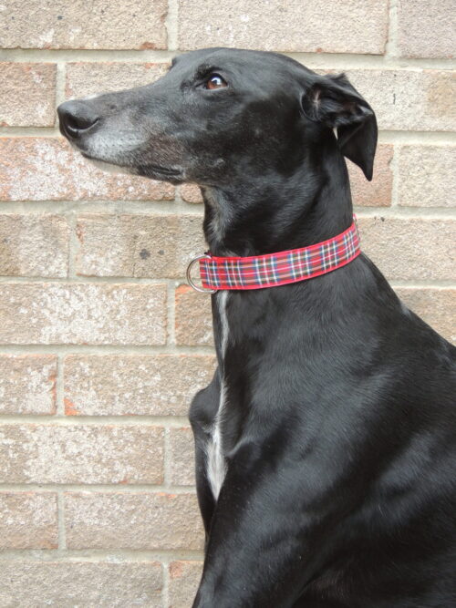 Luxury Red Tartan house collar - Image 3