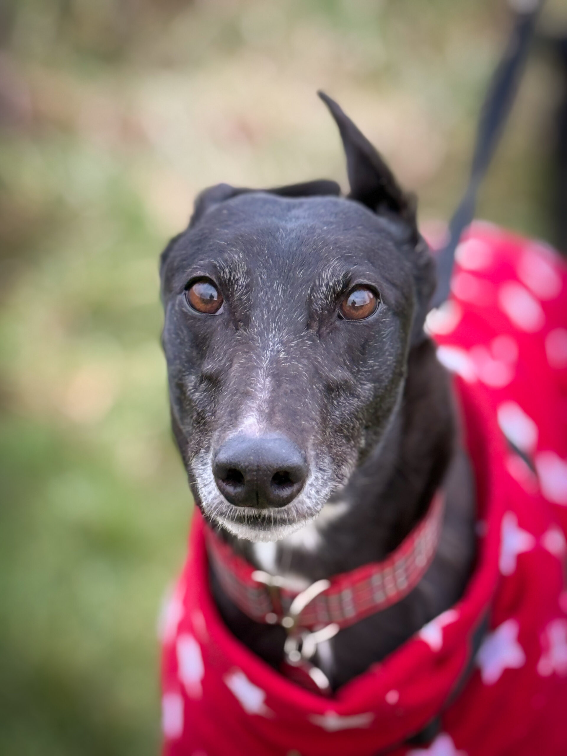 Betty Greyhound