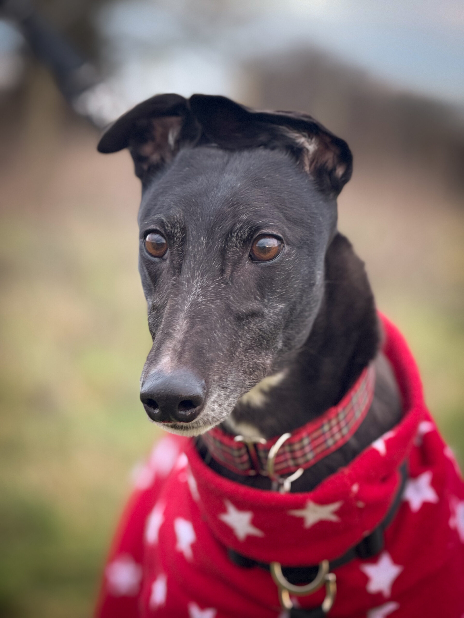 Betty Greyhound