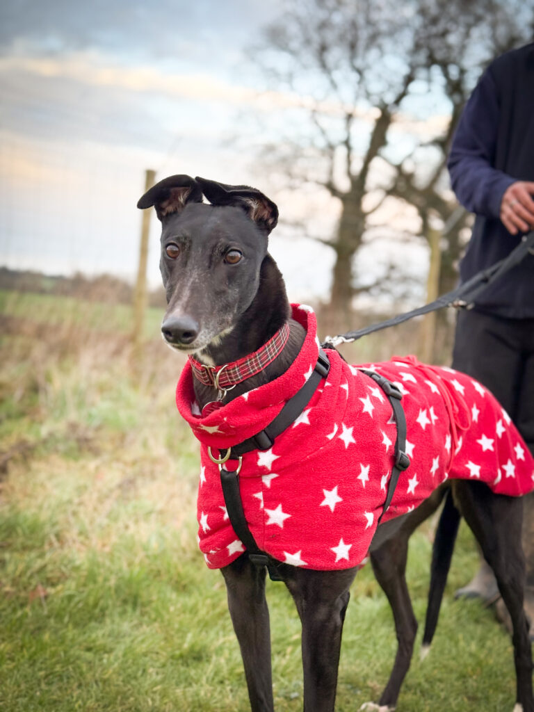 Betty Greyhound