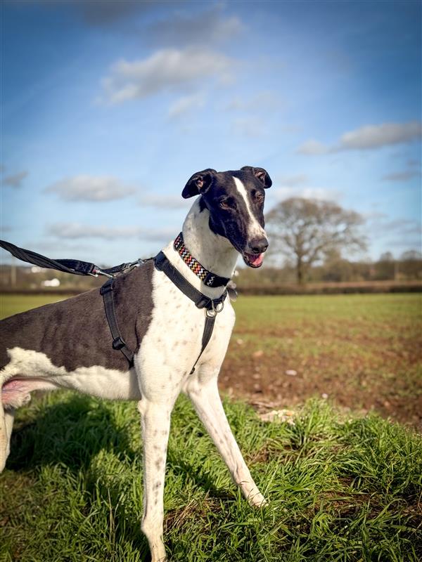 Goose Greyhound