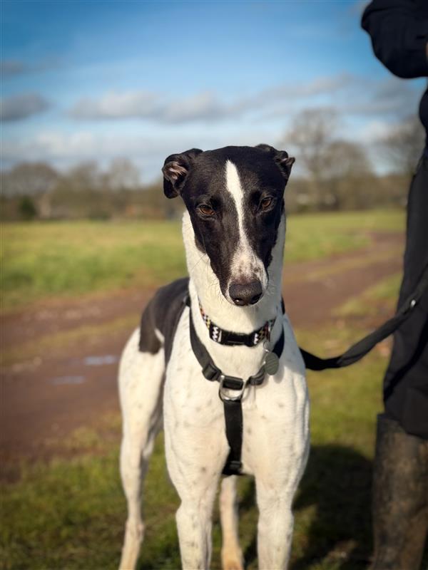 Goose Greyhound