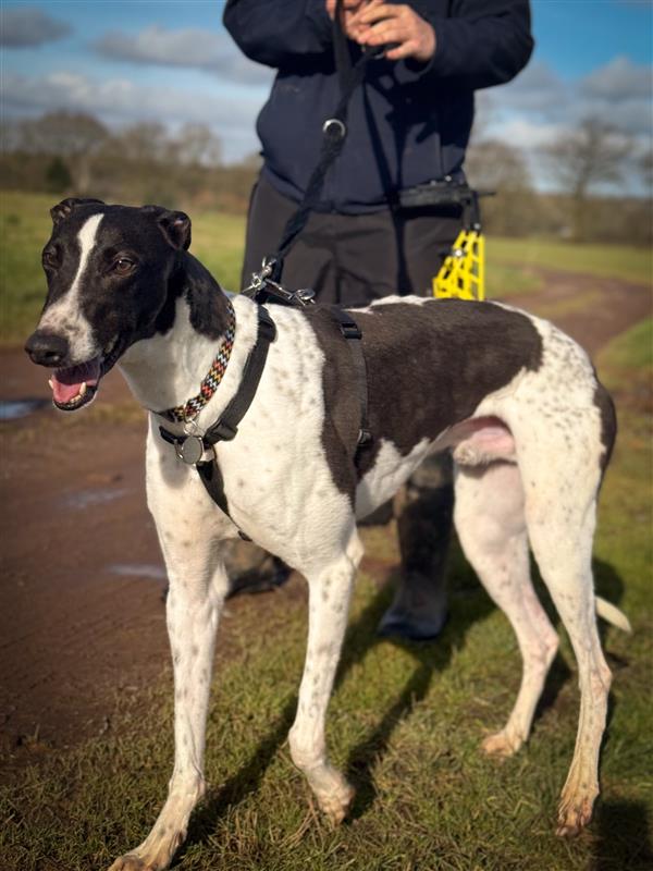 Goose Greyhound