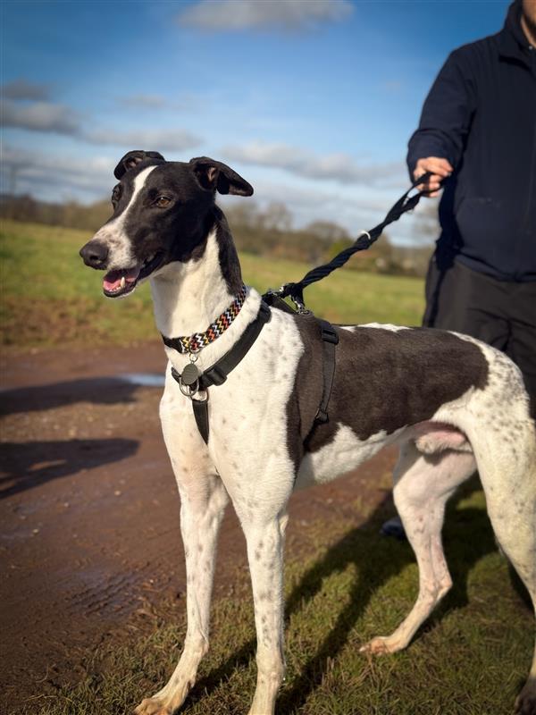 Goose Greyhound