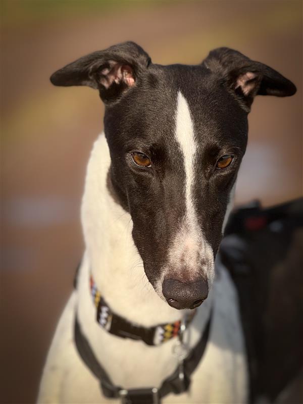 Goose Greyhound