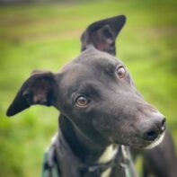 Sponsor a dog